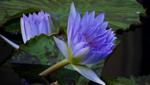 Preview wallpaper water lilies, steam, water, leaves