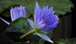 Preview wallpaper water lilies, steam, water, leaves