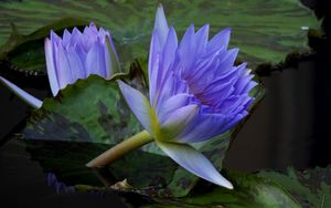 Preview wallpaper water lilies, steam, water, leaves