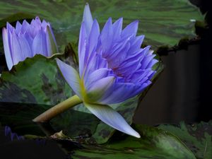 Preview wallpaper water lilies, steam, water, leaves