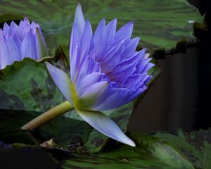 Preview wallpaper water lilies, steam, water, leaves