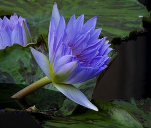 Preview wallpaper water lilies, steam, water, leaves