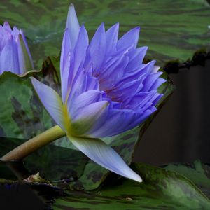 Preview wallpaper water lilies, steam, water, leaves