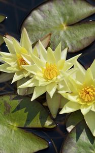 Preview wallpaper water lilies, three, flowing, water, leaves