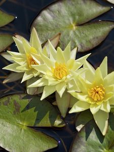 Preview wallpaper water lilies, three, flowing, water, leaves