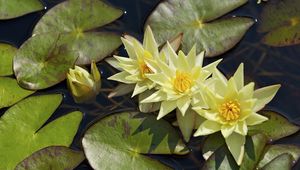 Preview wallpaper water lilies, three, flowing, water, leaves