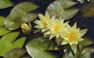 Preview wallpaper water lilies, three, flowing, water, leaves