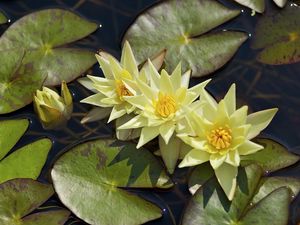 Preview wallpaper water lilies, three, flowing, water, leaves