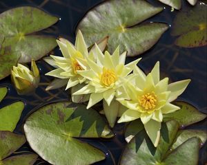 Preview wallpaper water lilies, three, flowing, water, leaves