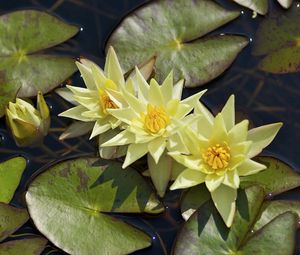 Preview wallpaper water lilies, three, flowing, water, leaves