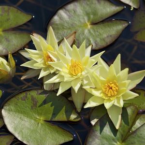 Preview wallpaper water lilies, three, flowing, water, leaves