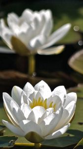 Preview wallpaper water lilies, three, water, leaves, close-up