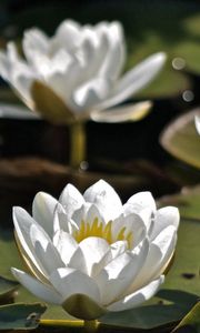 Preview wallpaper water lilies, three, water, leaves, close-up