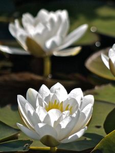 Preview wallpaper water lilies, three, water, leaves, close-up