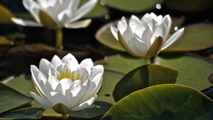 Preview wallpaper water lilies, three, water, leaves, close-up