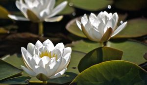 Preview wallpaper water lilies, three, water, leaves, close-up