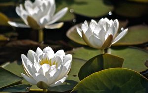 Preview wallpaper water lilies, three, water, leaves, close-up