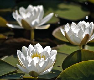 Preview wallpaper water lilies, three, water, leaves, close-up