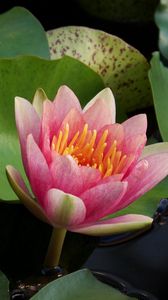 Preview wallpaper water lilies, water, couple, leaves, close up