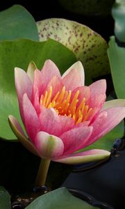 Preview wallpaper water lilies, water, couple, leaves, close up