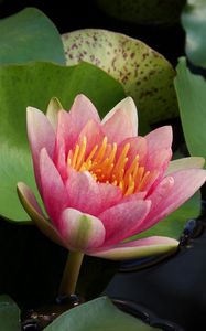 Preview wallpaper water lilies, water, couple, leaves, close up