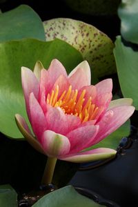 Preview wallpaper water lilies, water, couple, leaves, close up