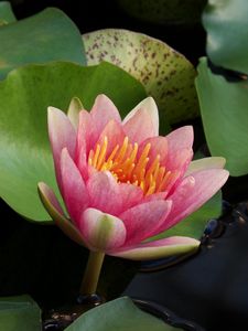 Preview wallpaper water lilies, water, couple, leaves, close up