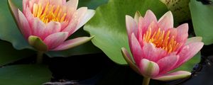 Preview wallpaper water lilies, water, couple, leaves, close up