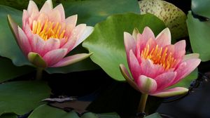 Preview wallpaper water lilies, water, couple, leaves, close up