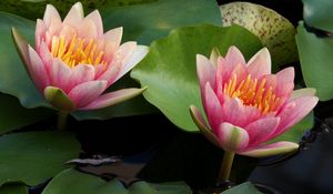 Preview wallpaper water lilies, water, couple, leaves, close up