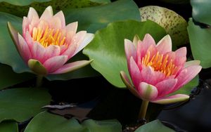 Preview wallpaper water lilies, water, couple, leaves, close up