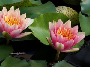 Preview wallpaper water lilies, water, couple, leaves, close up