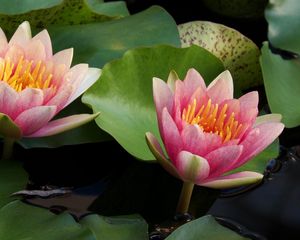 Preview wallpaper water lilies, water, couple, leaves, close up