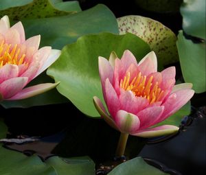 Preview wallpaper water lilies, water, couple, leaves, close up