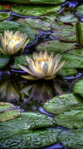Preview wallpaper water lilies, water, drops, reflection, leaves