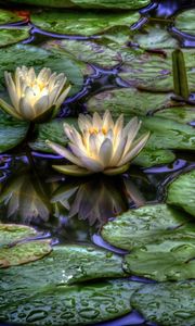 Preview wallpaper water lilies, water, drops, reflection, leaves