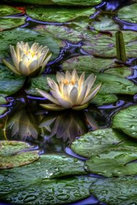 Preview wallpaper water lilies, water, drops, reflection, leaves