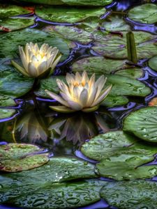 Preview wallpaper water lilies, water, drops, reflection, leaves