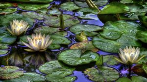 Preview wallpaper water lilies, water, drops, reflection, leaves