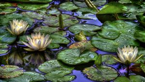 Preview wallpaper water lilies, water, drops, reflection, leaves