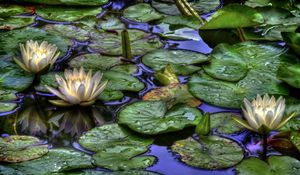 Preview wallpaper water lilies, water, drops, reflection, leaves