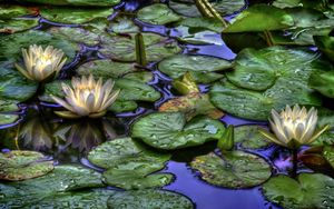 Preview wallpaper water lilies, water, drops, reflection, leaves