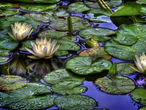 Preview wallpaper water lilies, water, drops, reflection, leaves