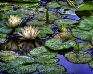 Preview wallpaper water lilies, water, drops, reflection, leaves