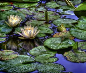 Preview wallpaper water lilies, water, drops, reflection, leaves