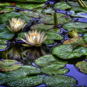 Preview wallpaper water lilies, water, drops, reflection, leaves