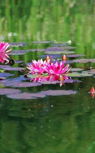 Preview wallpaper water lilies, water, herbs, leaves, surface, pond