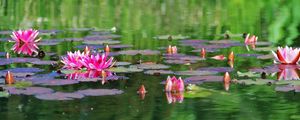 Preview wallpaper water lilies, water, herbs, leaves, surface, pond