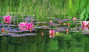 Preview wallpaper water lilies, water, herbs, leaves, surface, pond