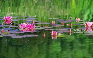 Preview wallpaper water lilies, water, herbs, leaves, surface, pond